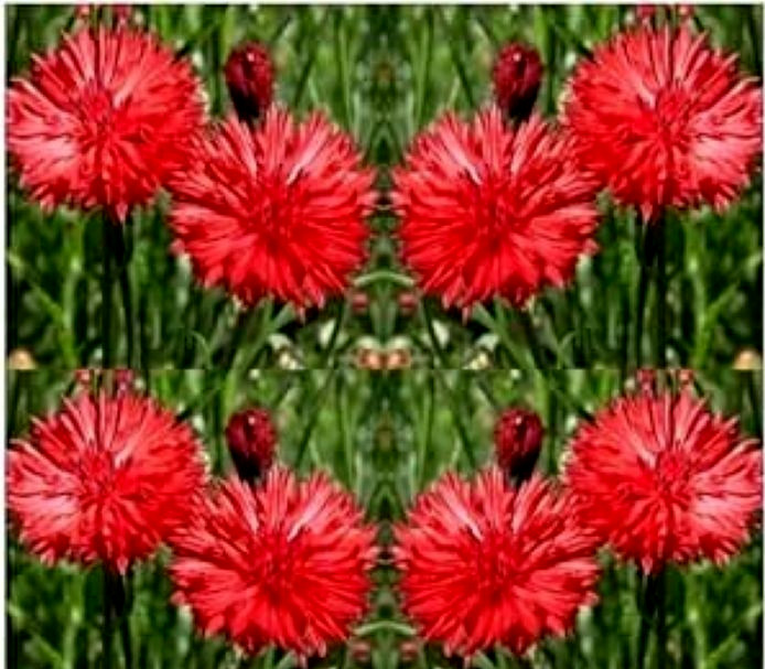 Tall Red Centaurea Cornflower Seeds 100+ Seeds NON-GMO BUY 4 GET FREE SHIPPING