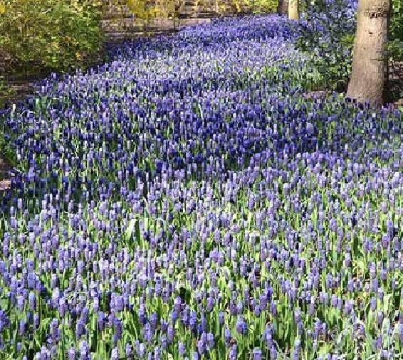 6 Blue Muscari bulbs (Grape Hyacinth) **Spring Planting