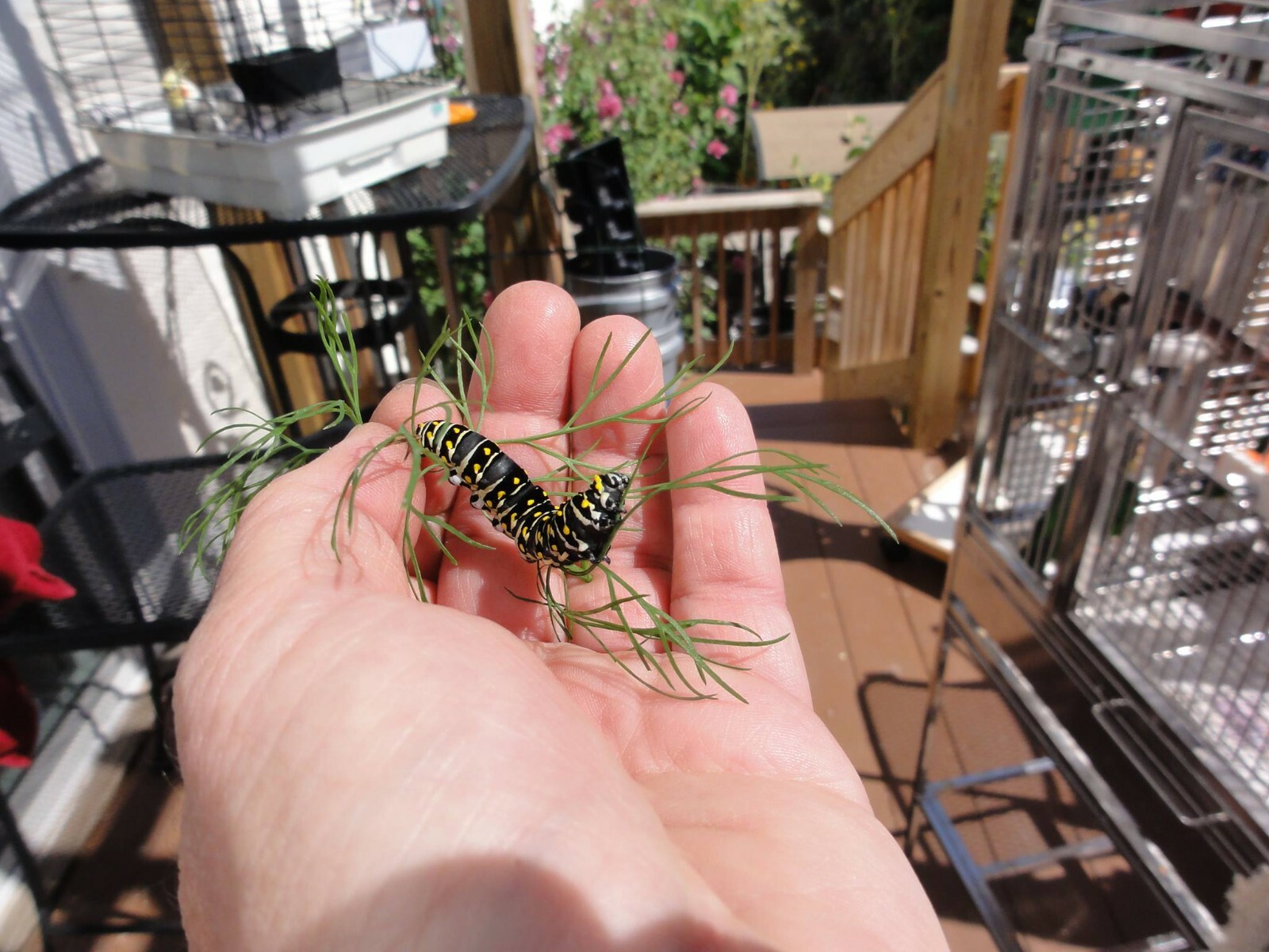 DILL LONG ISLAND MAMMOTH Herb, PIckling, Butterfly Host Plant Non-GMO 500 Seeds!