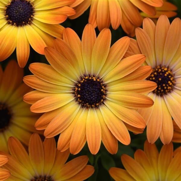 200+ Orange Cape Daisy Seeds for Garden Planting – USA – FREE SHIPPING!