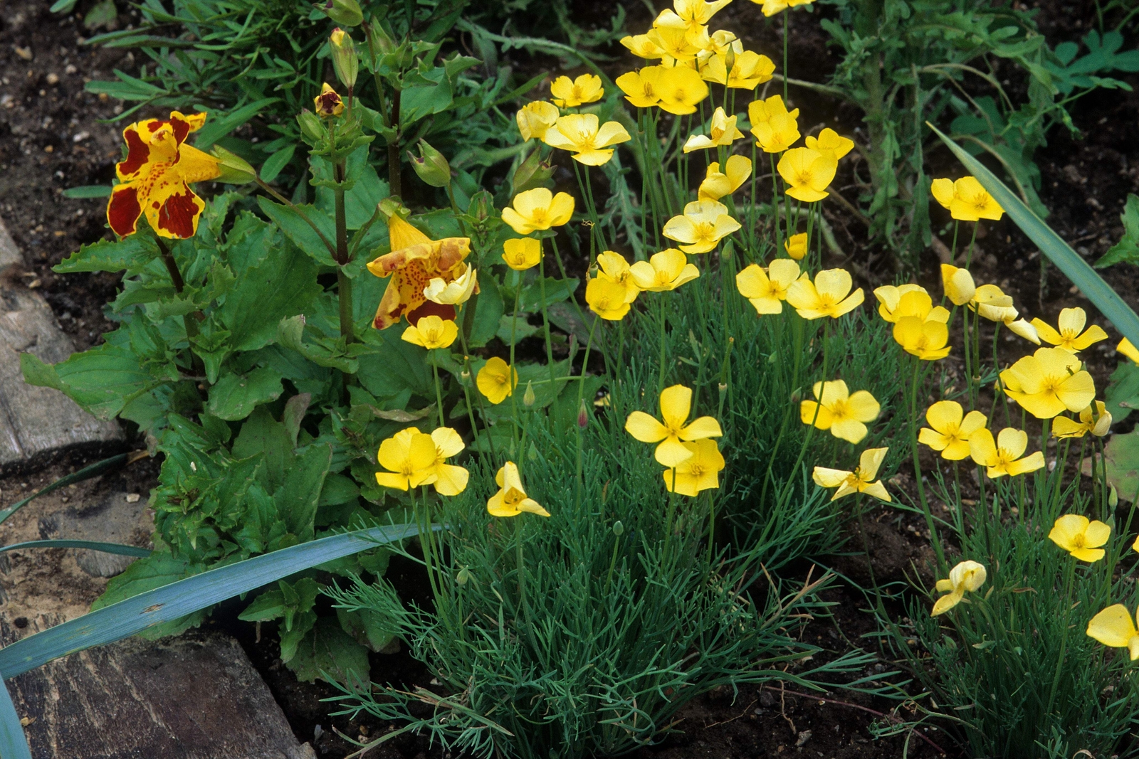 1000 DWARF Yellow CALIFORNIA Tufted POPPY Eschscholzia Caespitosa Flower Seeds