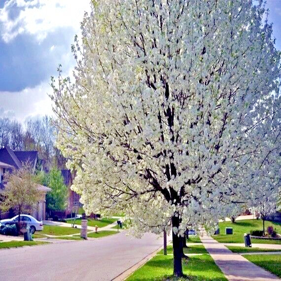 AMERICAN PLUM TREE SEEDS (Prunus americana) Fast Fruit Flower Plant Hardy-Zone 3