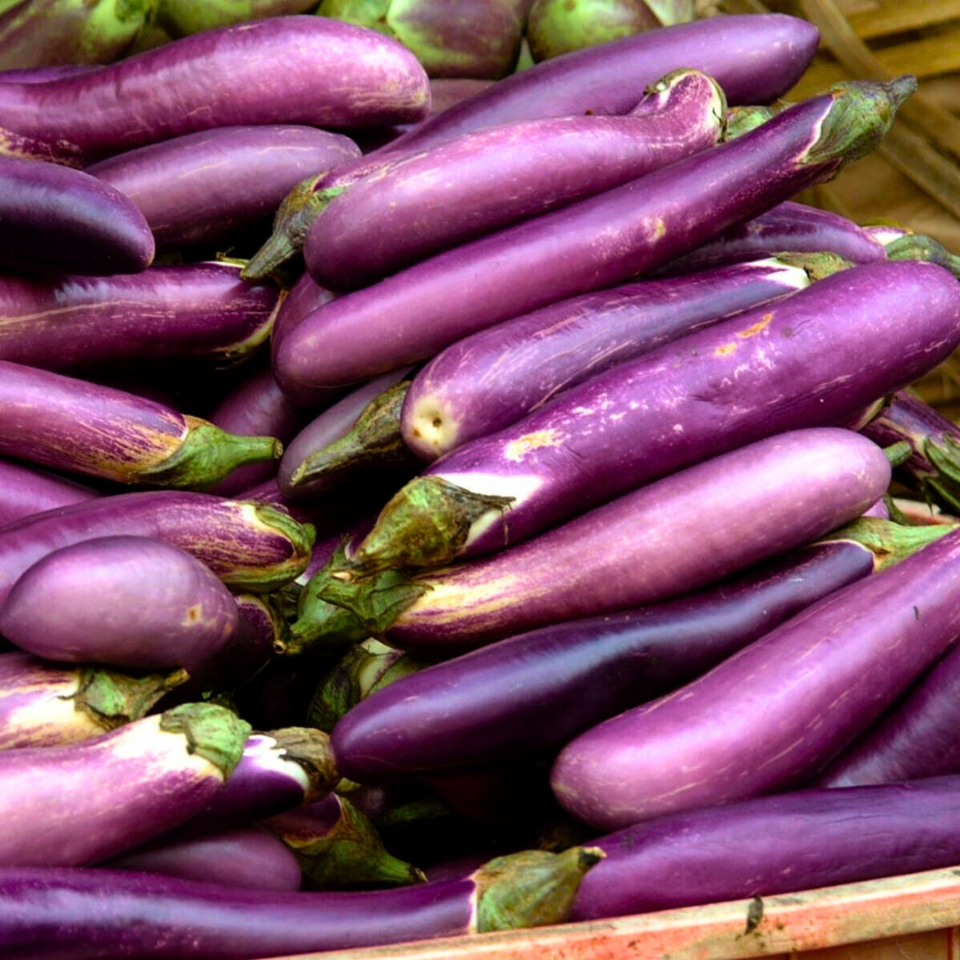 Fresh Chinese Eggplant Seeds | Ping Tung | Heirloom Non-GMO | Asian Vegetable