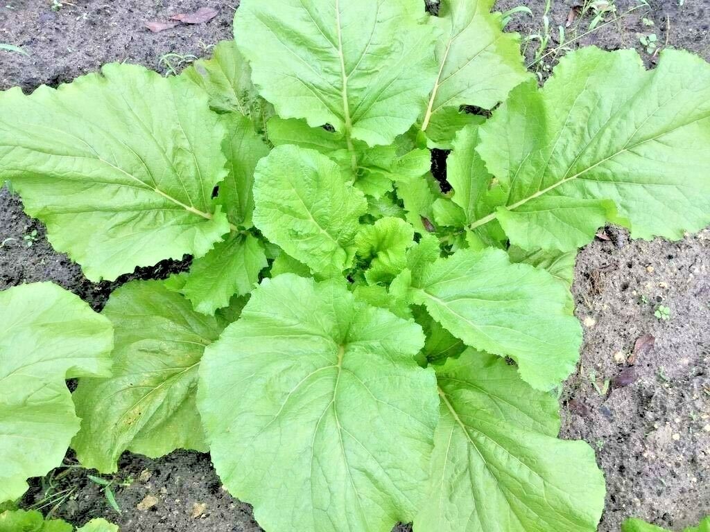 601+Florida Broadleaf MUSTARD GREENS Seeds Organic Spring Fall Garden Container