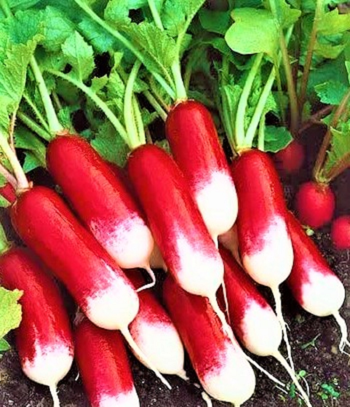 French Breakfast Radish Seeds 200+ SEEDS NON-GMO–BUY 4 ITEMS FREE SHIPPING