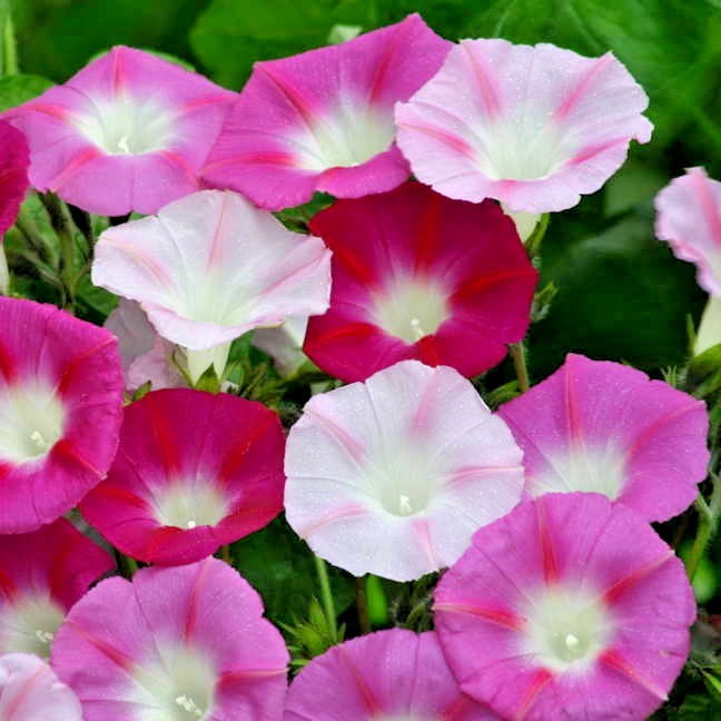 70+MORNING GLORY Mix Flower Seeds Wildflower Climbing Flowering Vine Container