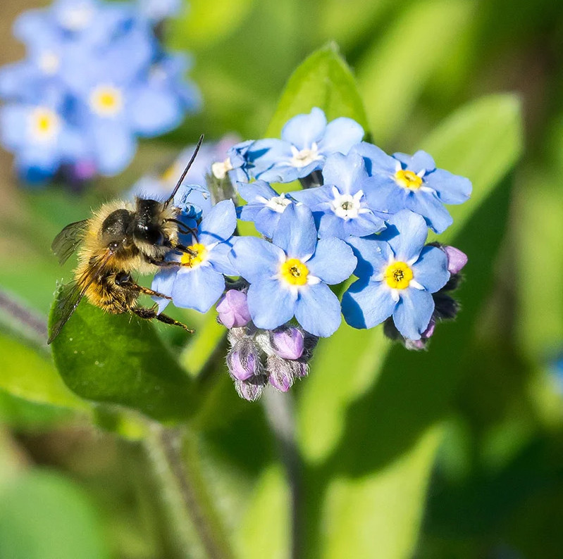 100+ Forget Me Not Seeds – Early Bloom – Perennial – NON GMO ————- FRESH