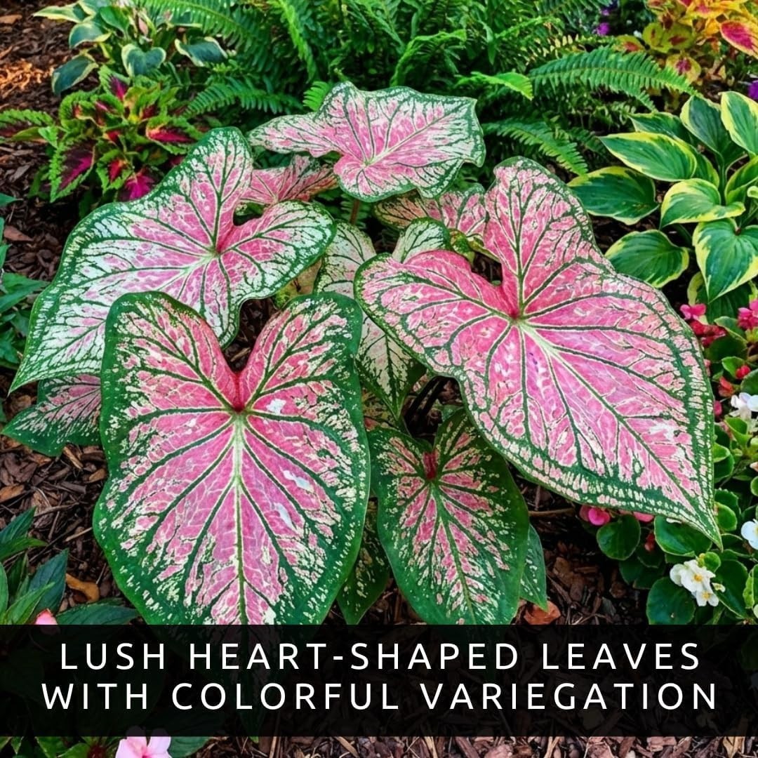 Two Spicy Lizard Caladium Bulbs – Vibrant Tropical Foliage for Indoor & Garden
