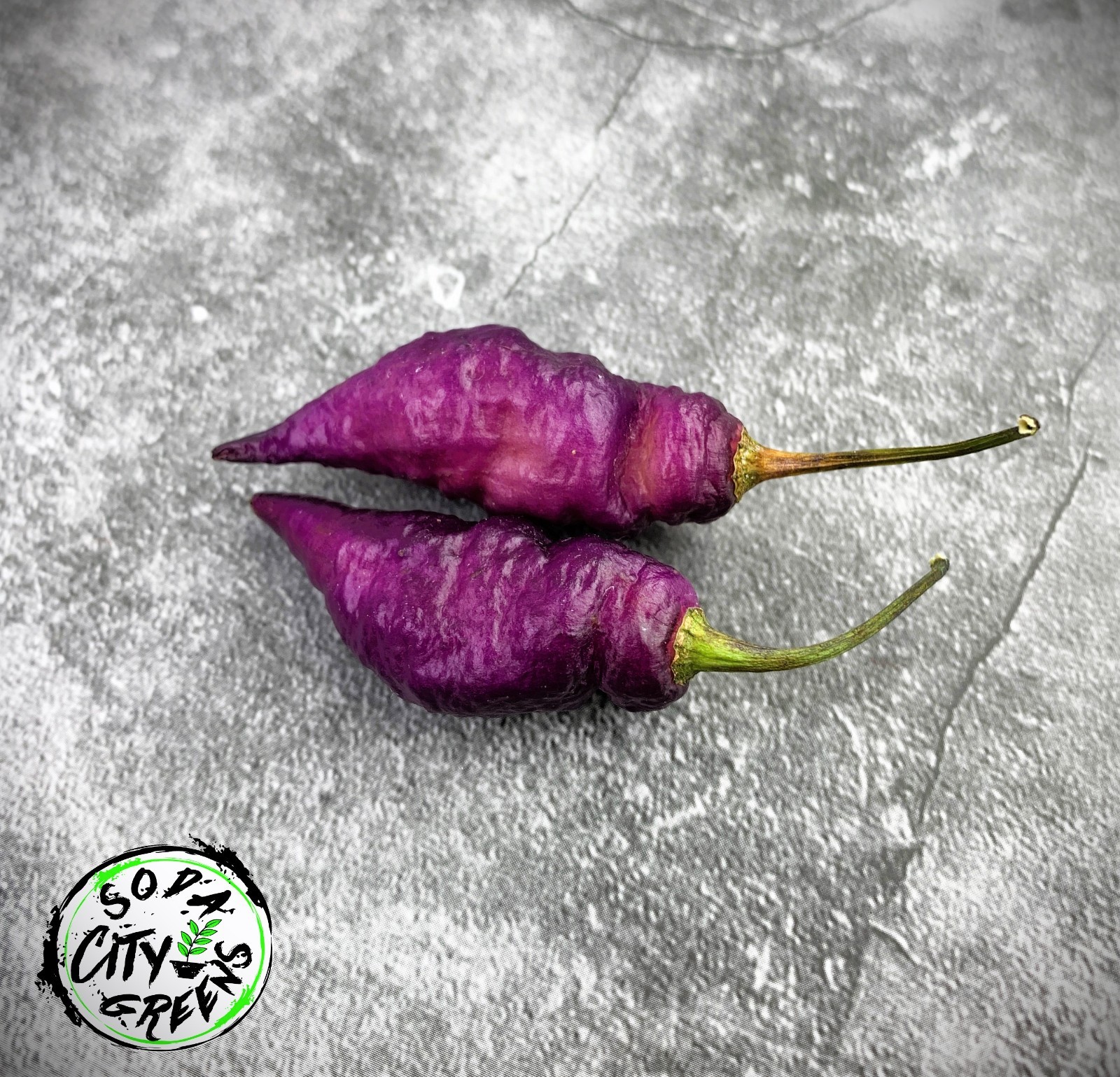 Dream DD Pepper Seeds