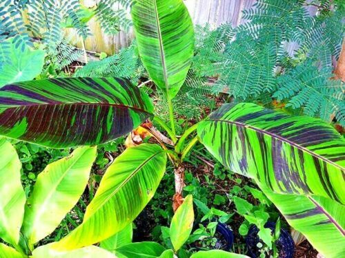 10 Red Tiger Darjeeling Banana Plant Tree Seeds (Musa sikkimensis) Hardy-Zone 5