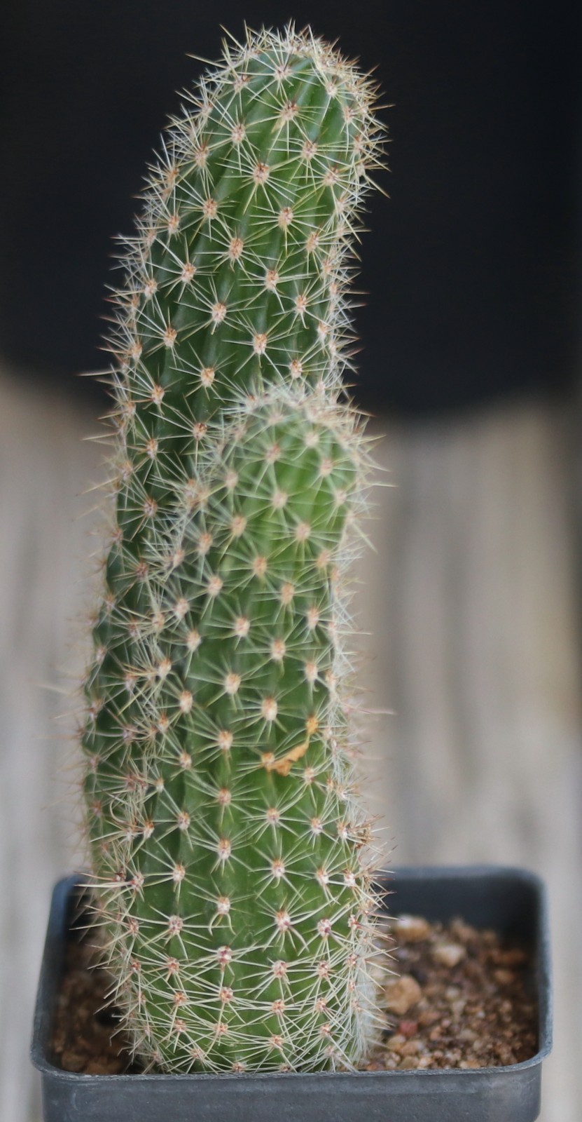 Echinopsis hybrid ‘Pooka’