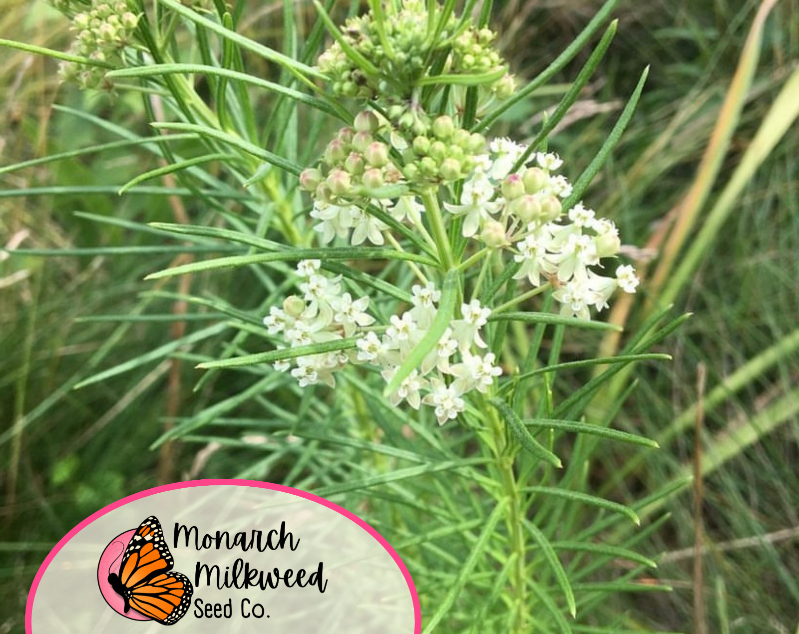 85+ Whorled Milkweed Seeds | AKA Horsetail Milkweed, Asclepias verticillata
