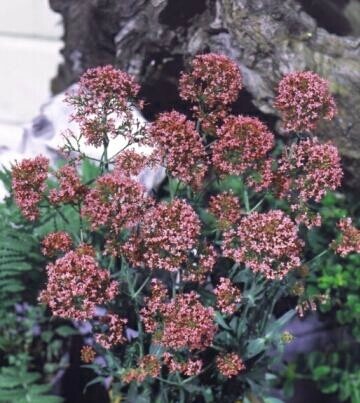 Centranthus ruber Coccineus 1,000 seeds