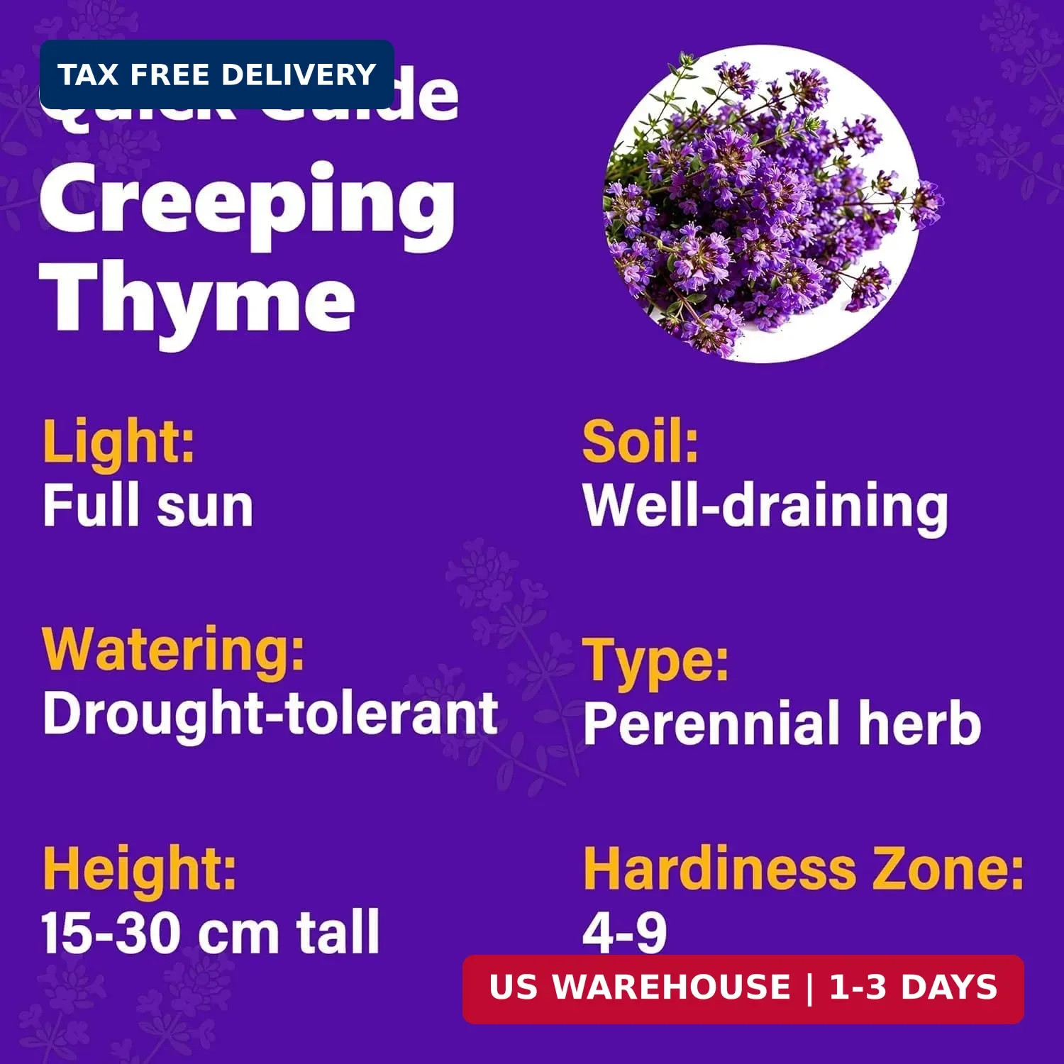 20000+Creeping Thyme Seeds for Planting Outdoor-Heirloom Thymus Serpyllum Ground