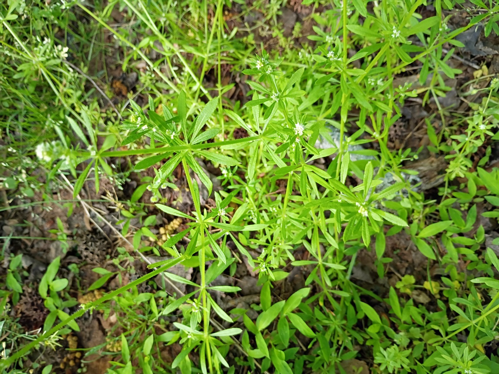 50 Organic Cleavers Seeds (Sticky willy/ Goosegrass)Seeds.US grown.