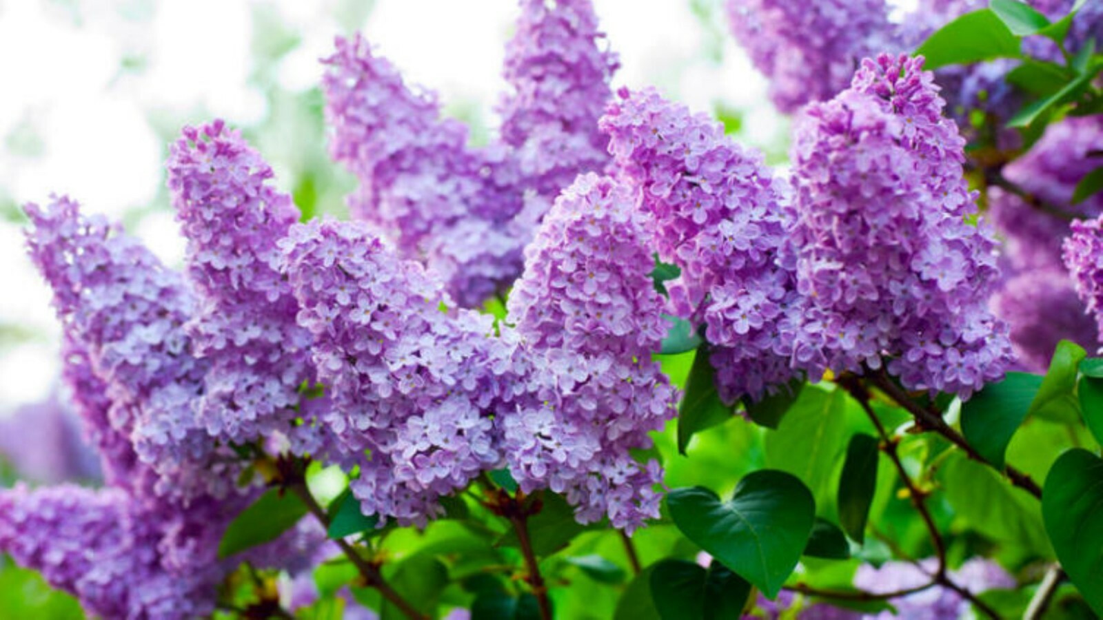 Purple Lilac 1 у.o. plant 6-10” tall, Syringa Vulgaris, Common Lilac