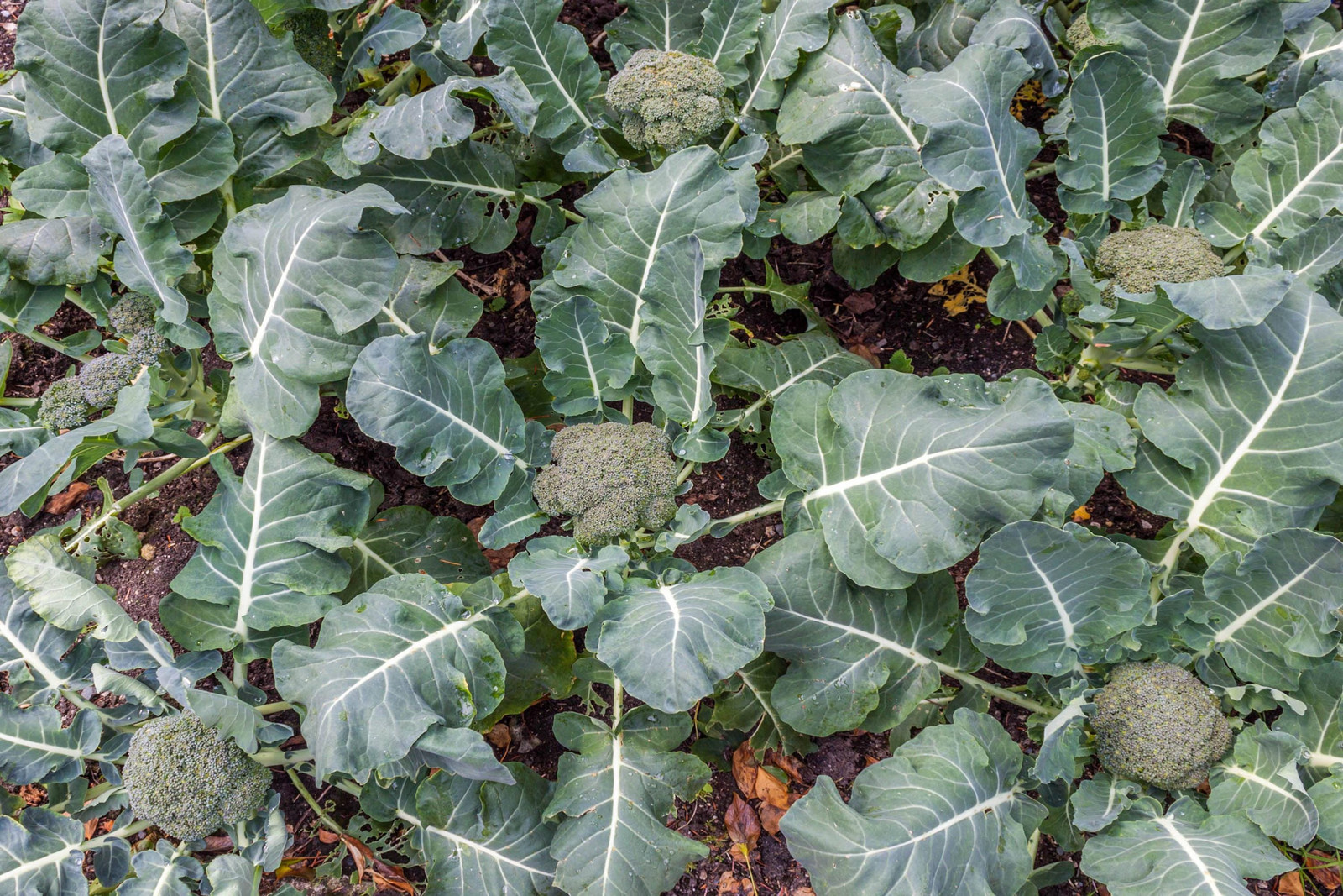 Waltham 29 Broccoli Seeds Non-GMO Heirloom, Tracking Included, Backyard