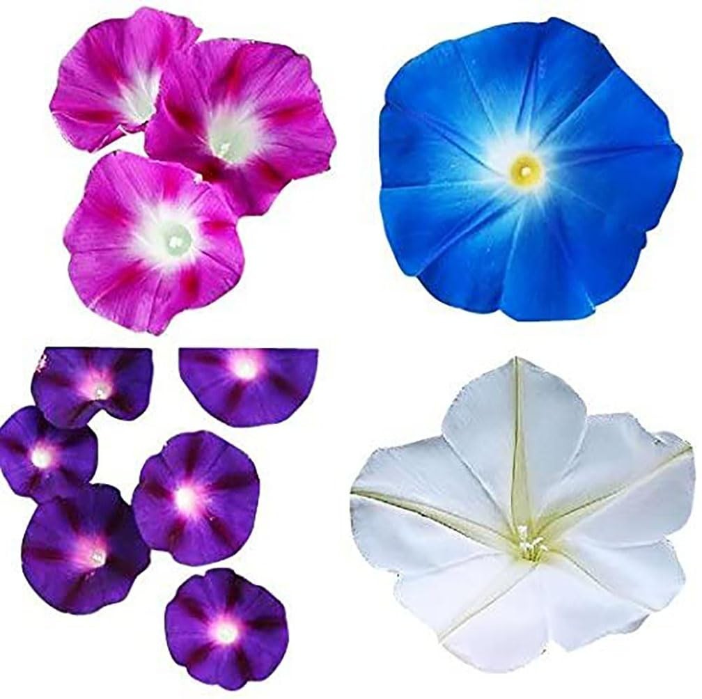 Mixed Morning Glory Seeds – Blue, Purple, White, Rose Climbing Vines – Attracts