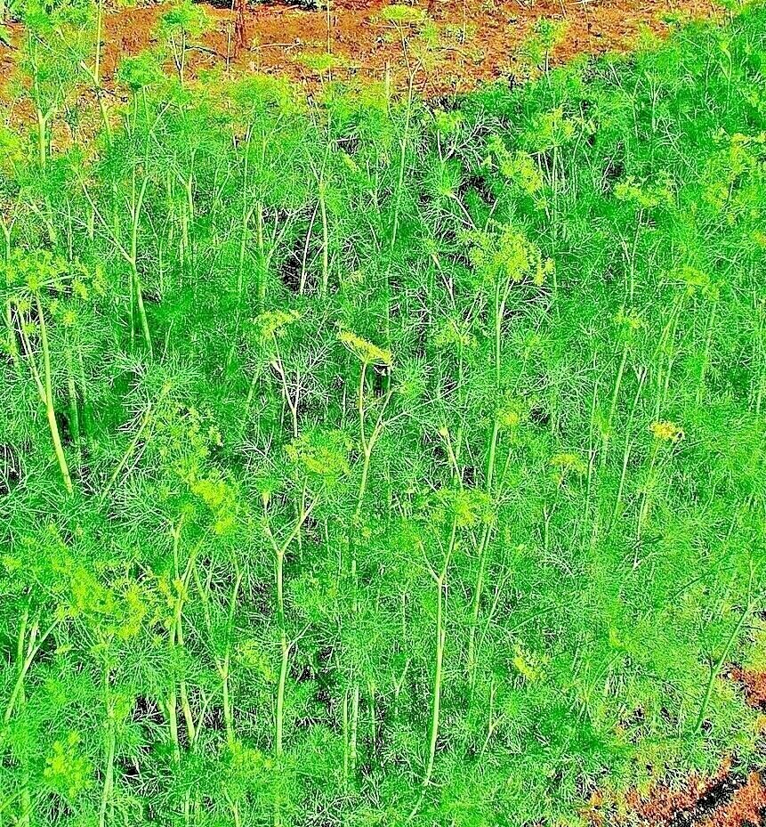 DILL 350 SEEDS SPRING INSECT REPELLENT HERB GARDEN SPICE NON-GMO HEIRLOOM USA