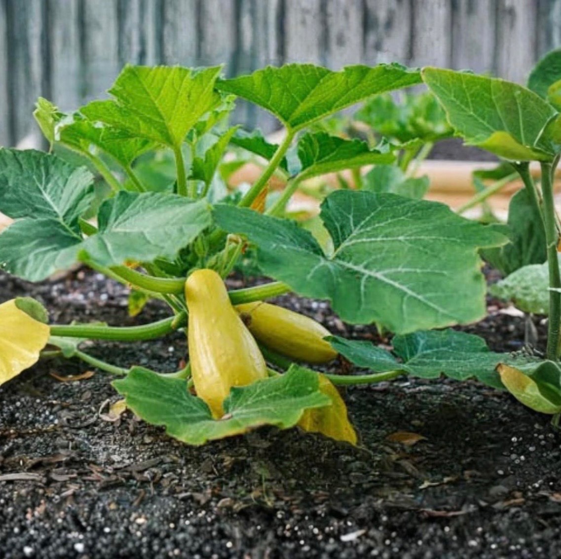 Fresh Organic Early Prolific Straightneck Yellow Summer Squash Seeds, 2026 🇺🇸