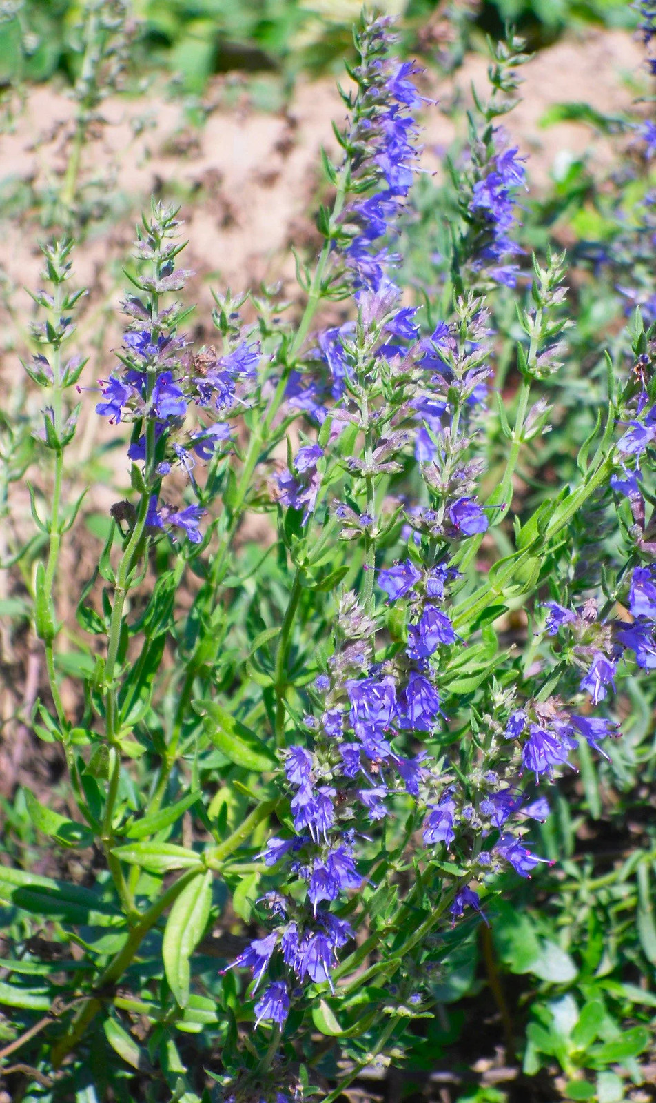 Blue Hyssop Seeds | Hyssopus Officinalis Flower Therapy Medicinal Herb Seed 2024