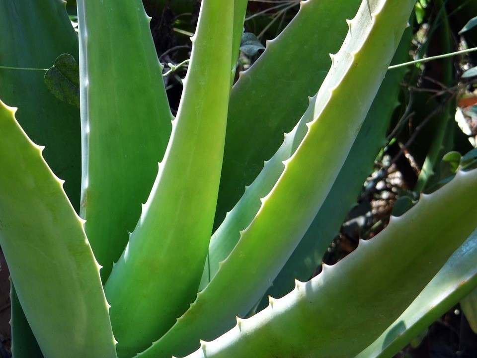 3 Aloe Vera Starter Plant -Rooted Succulent hardy zone 9-11 or Houseplant