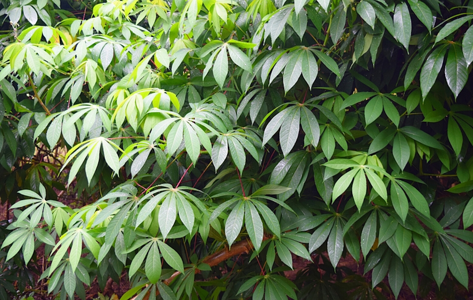 5 RARE Seeds – Tapioca Plant Seed – Cassava Manihot esculenta -See Description