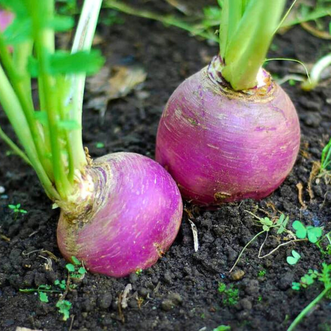 Fresh American Purple Top Rutabaga Seeds | Heirloom Non-GMO | Vegetable Seeds