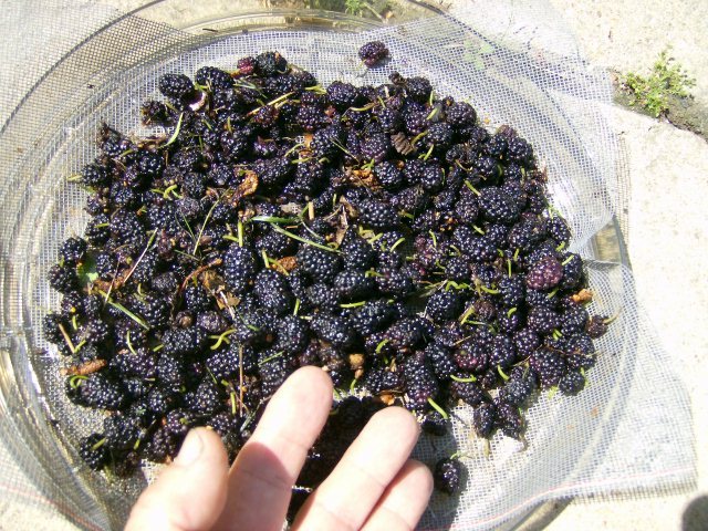 50 BLACK MULBERRY SEEDS – Morus nigra