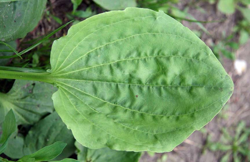 5 Wild Broadleaf plantain live bare root Herbal Edible Medicinal Hardy Perennial