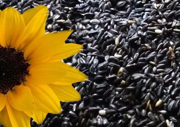 100+ Sunflower Seeds- Black Oil – Heirloom – Non-Gmo — FRESH