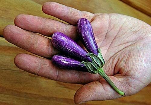 25 Mini Eggplant Seeds Little Fingers Eggplant Asian Heirloom Non GMO