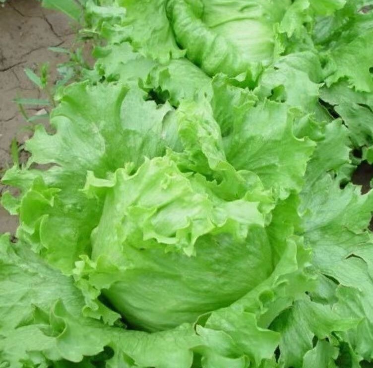 1000+ Iceberg Lettuce Seeds Crisphead Romaine Lettuce Bulk Lettuce seeds USA