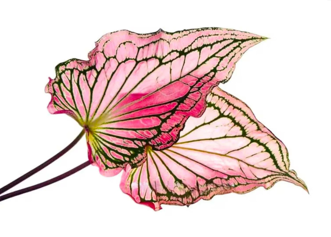 Caladium ‘Debutante’ – Size #2 Bulbs (4 Bulbs, 1 to 1.5 inches)