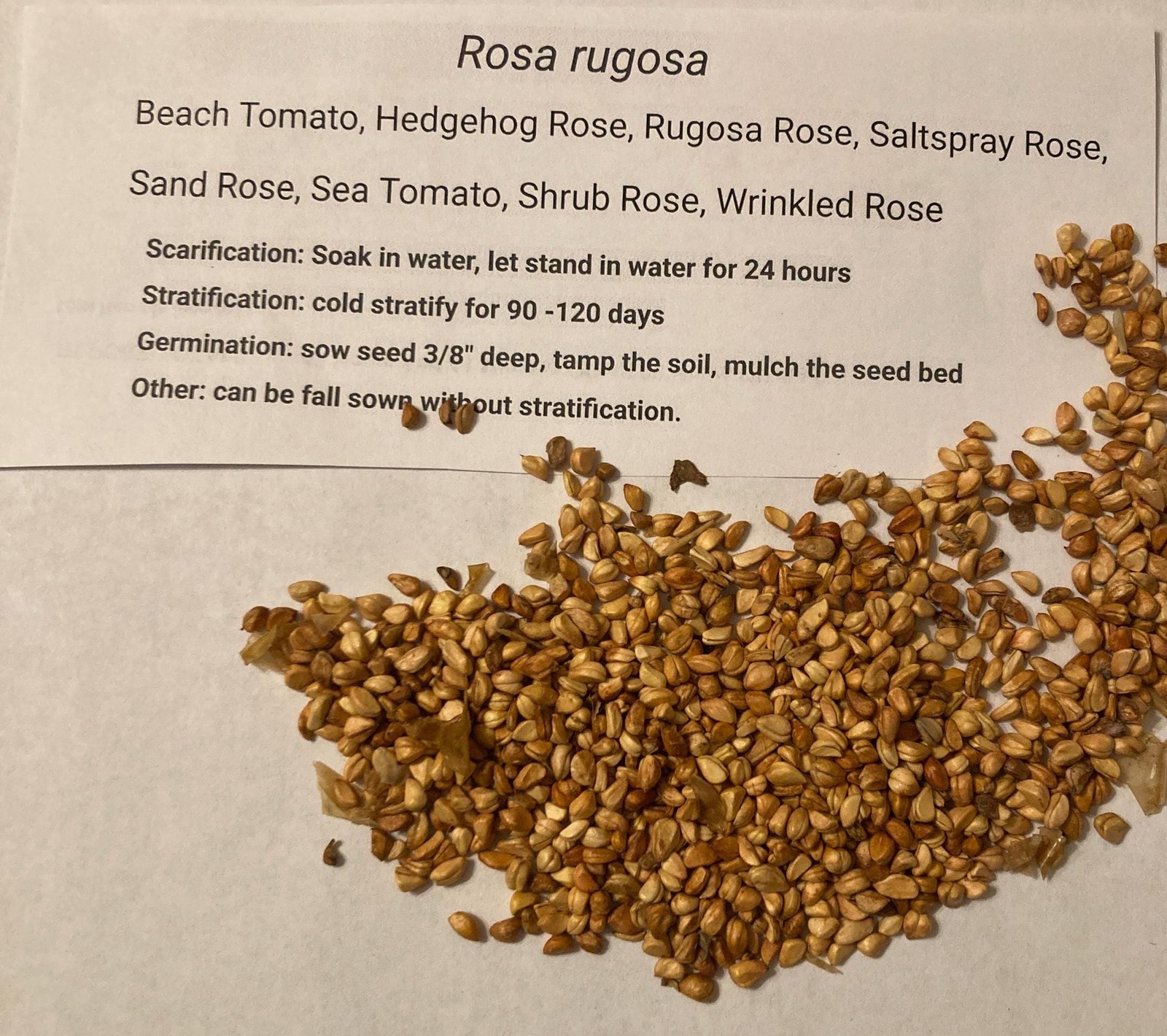 Rosa Rugosa Seeds Sand Rose Shrub Beach Tomato Tree Seed Packets