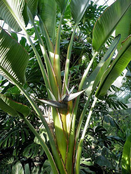 Strelitzia nicolai | Giant Bird of Paradise | 20 Seeds