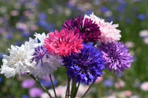 Bachelor Button Polka dot Mix Seeds / Flowers