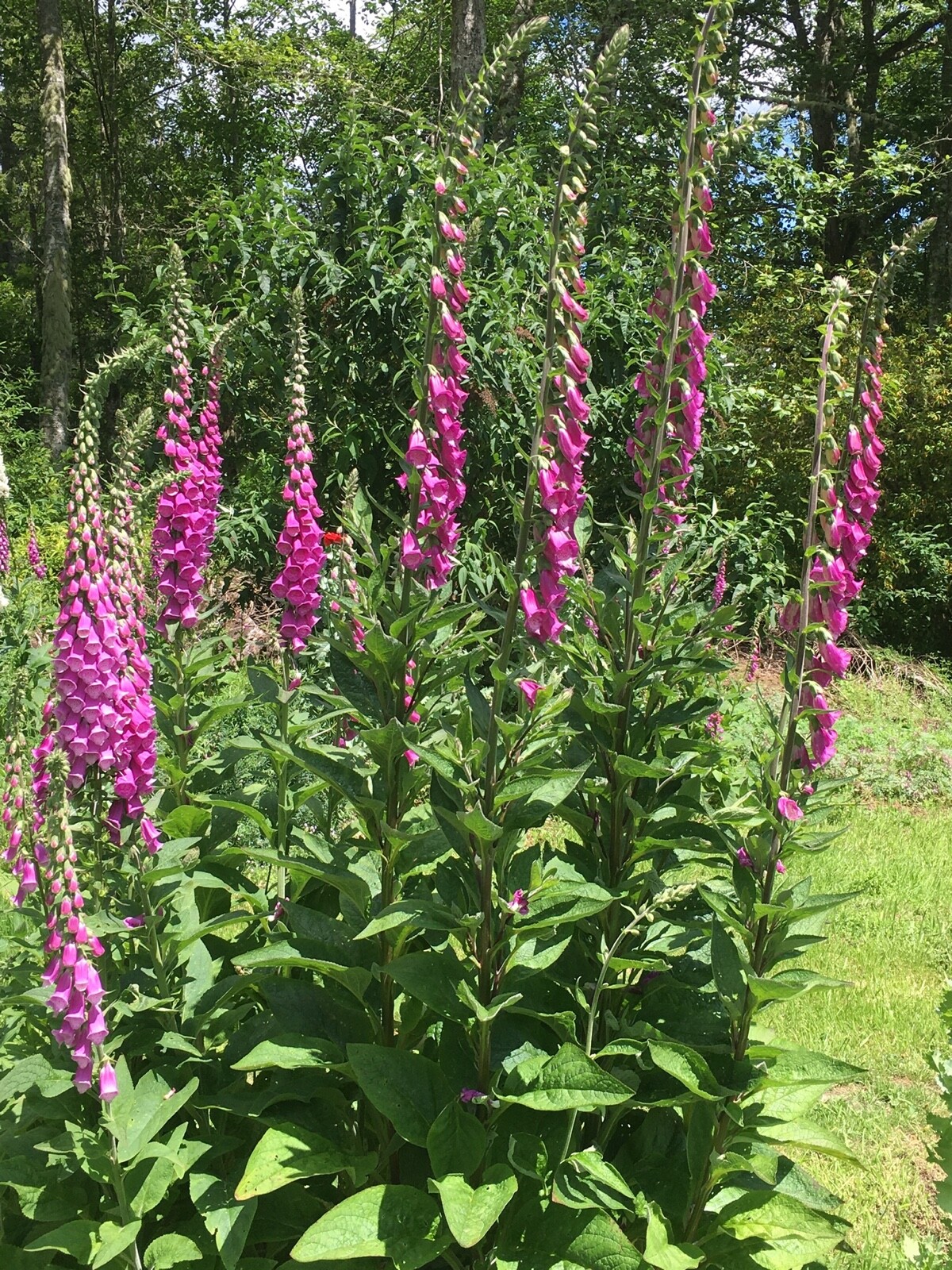 Pacific NW Giant Foxglove Mix 20,000 Seeds Digitalis Purpurea *Shelley