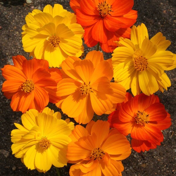 Bright Lights Cosmos Seeds | 50 – 1,000 Seeds | Free Shipping | 1225