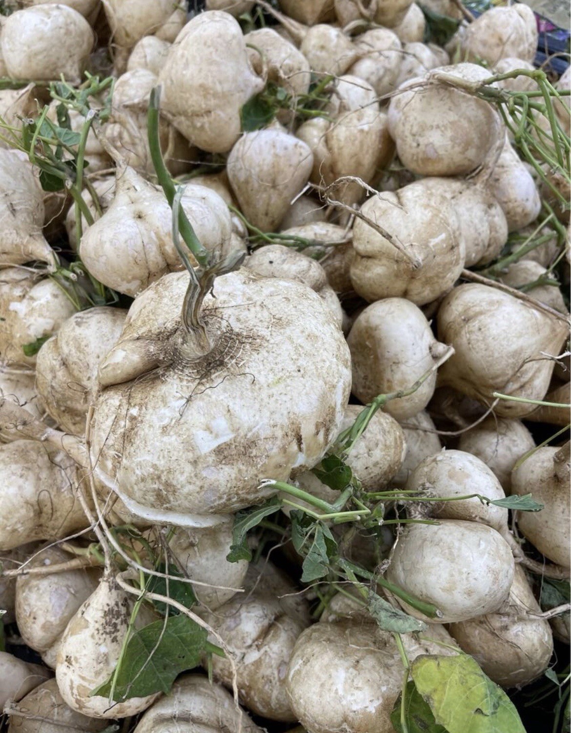 20+ SEEDS- Jicama seeds, Pachyrhizus erosus , Mexican yam bean/turnip
