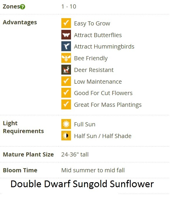 Sunflower SUNGOLD Fuzzy DOUBLE DWARF 2-3′ Pollinators Love Non-GMO 100 Seeds