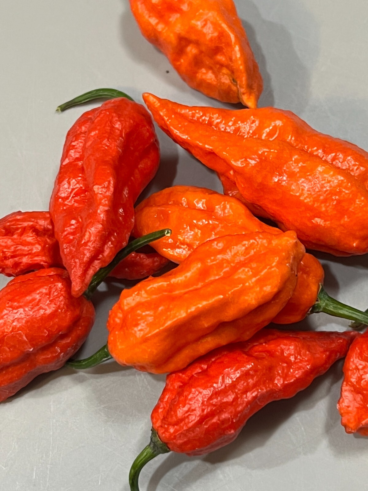 Ghost Pepper Seeds, Bhut Jolokia – NON-GMO / Heirloom – Free Shipping