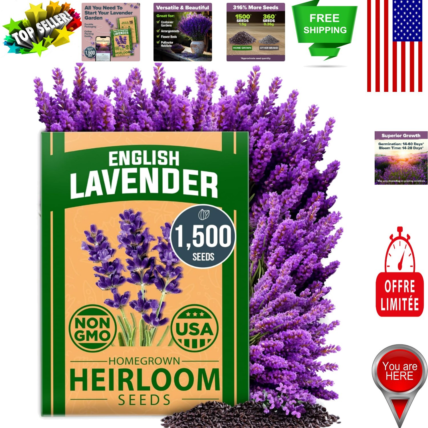 English Lavender Seeds Non-GMO – Indoor/Outdoor with Comprehensive Grow Guide