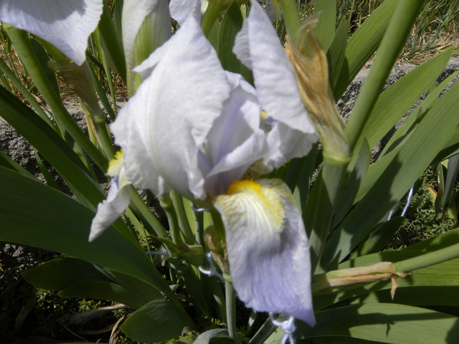 Lot of 12 White Lavender Iris Flower Rhizome Rhizomes Plant Flowers Fresh Dig