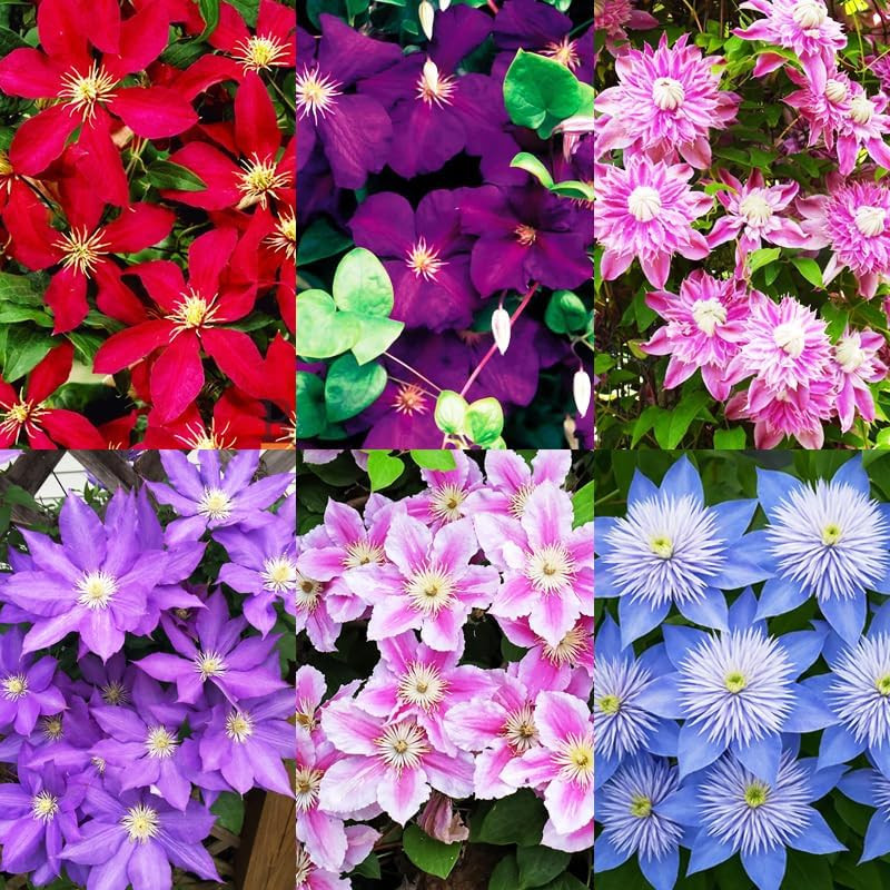 200+Perennial Mixed Clematis Vine Flower Seeds for Planting
