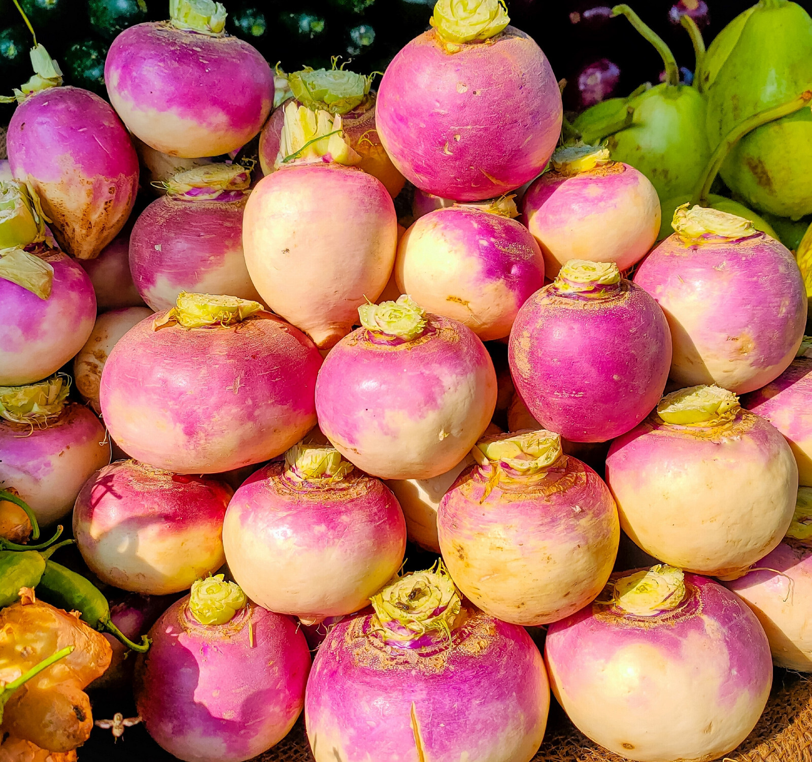 Purple Top Turnip Seeds | Non-GMO | Heirloom | Fresh Garden Seeds
