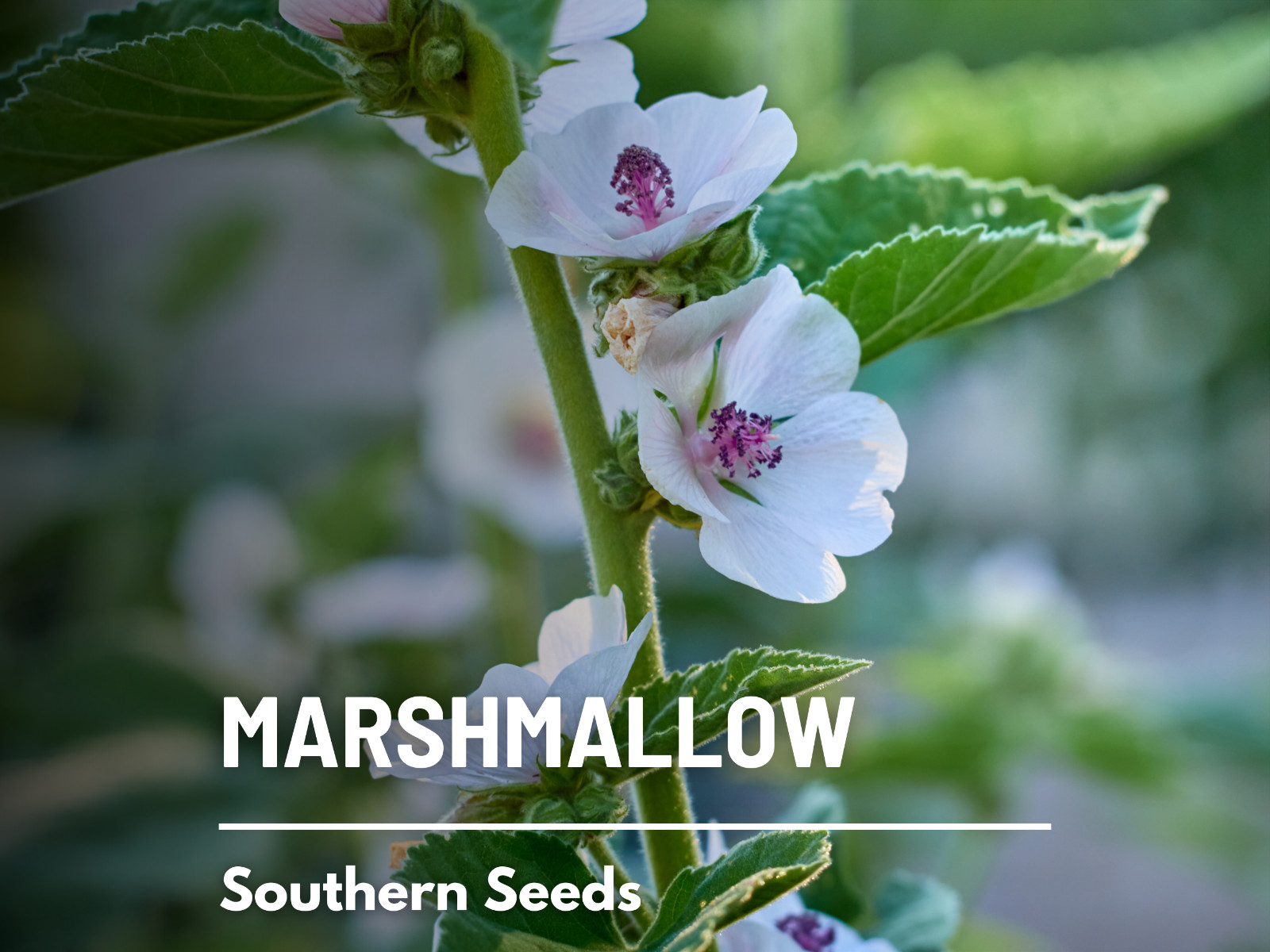 Marshmallow (Althaea Officinalis), Ancient Herbal Medicine – 50 seeds