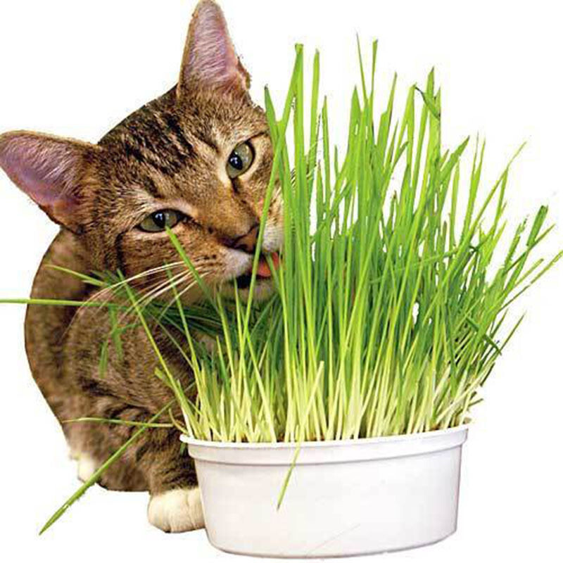 [ WHOLESALE ] Wheat Grass Seed- Guaranteed to Grow, Pets Friendly (USDA Organic)