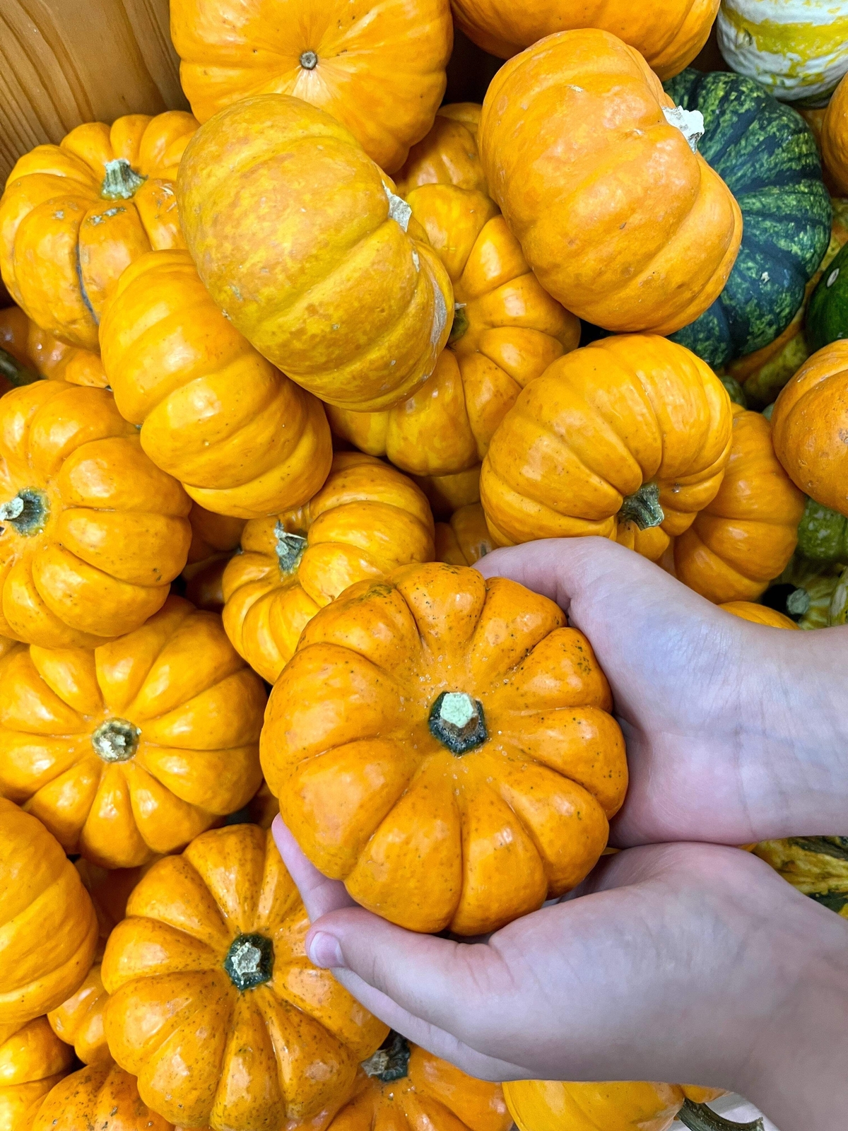 20 MINI MIX PUMPKIN Miniature Cucurbita Pepo White Green Orange Stripe Veg Seeds