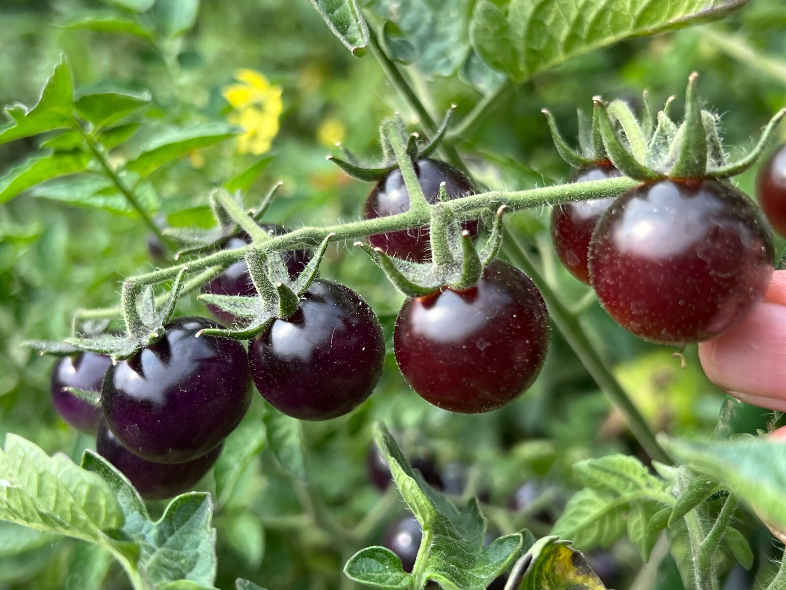 Blue Berries Tomato Seeds | Organic | Indigo Variety | Rare | Antioxidant Rich